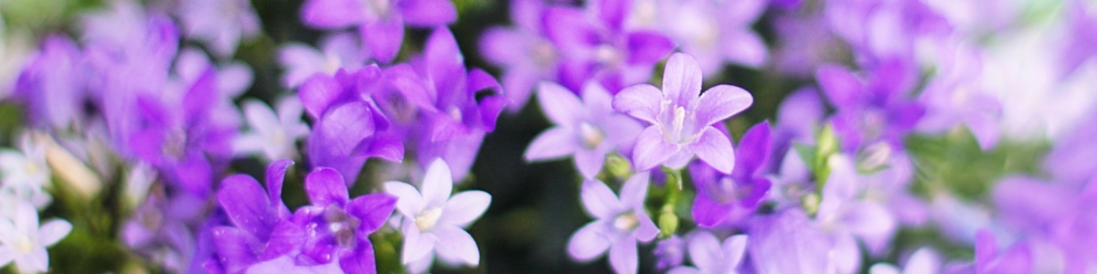 Bild Blüte violett 2